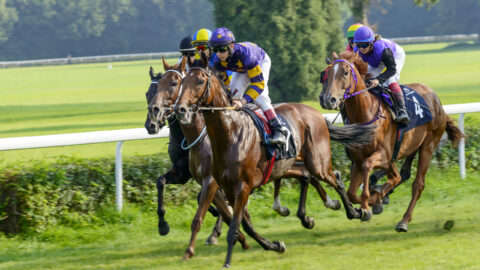 Race horses Killarney
