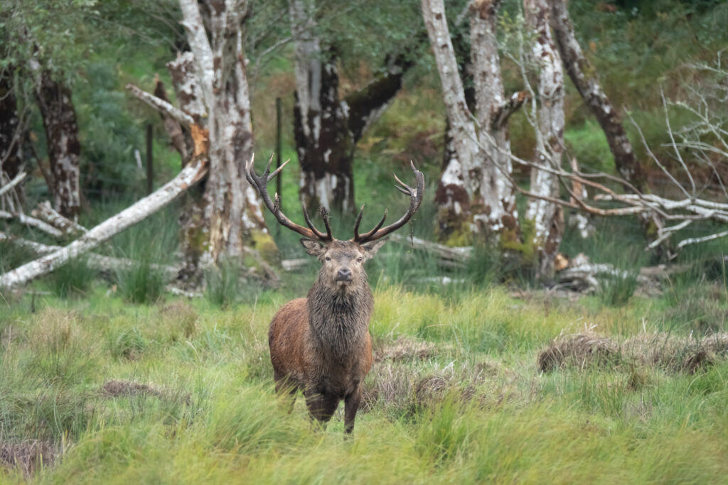 Spectacular red deer sighting during the annuall fall rut, including stag battles and the ever present ghost like sounds of the rut around the Lakes of Killarney, Killarney National Park, County Kerry, Ireland. Spring