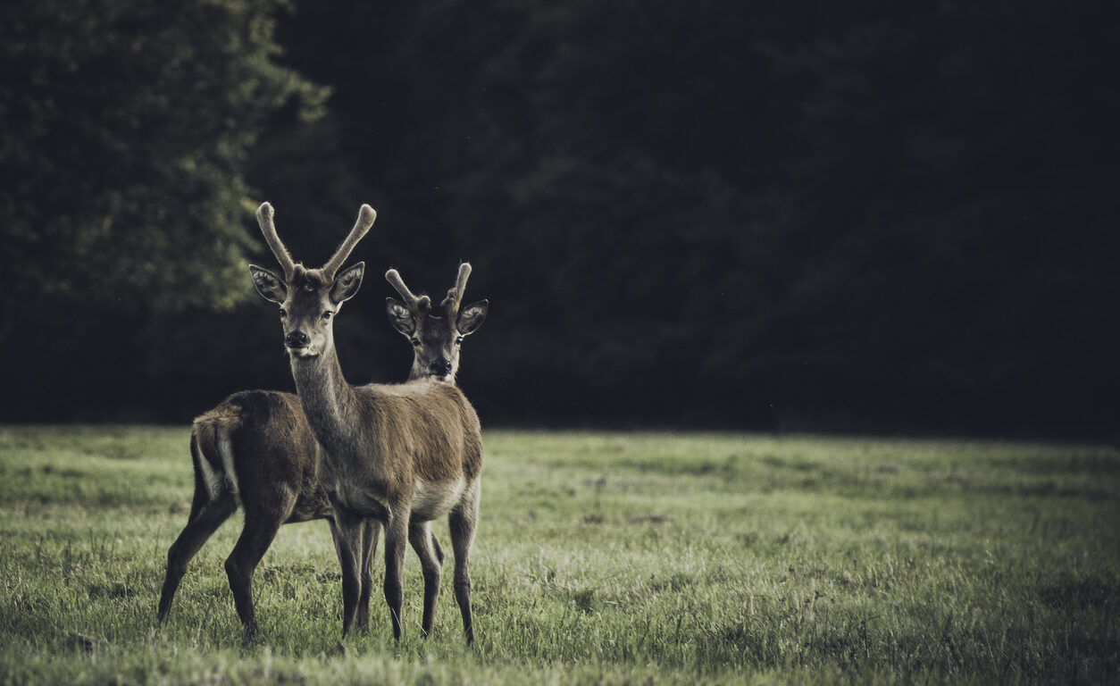 Sikka Deer in Killarney
