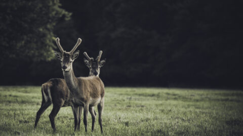 Sikka Deer in Killarney