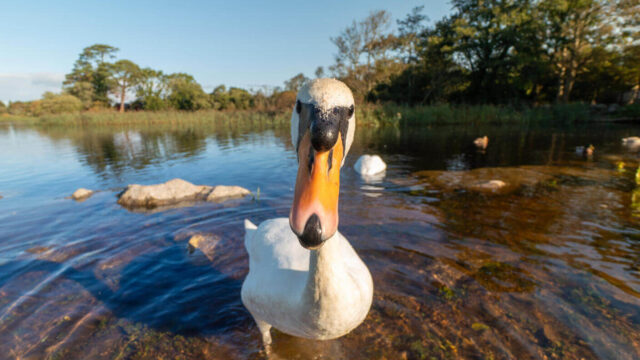 Swan, Lough Leane, Killarney National Park, Co Kerry