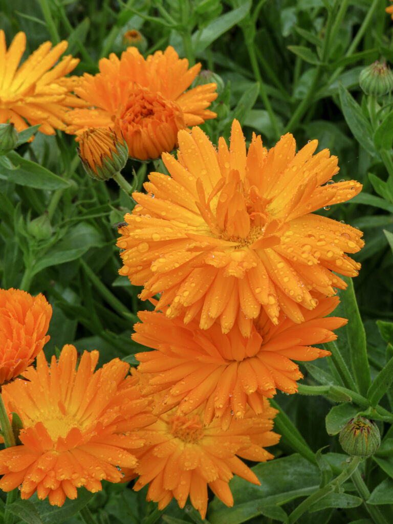 organic-calendula