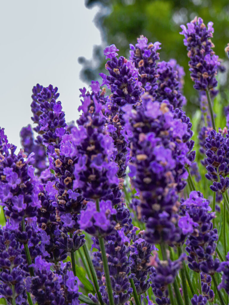 lavender