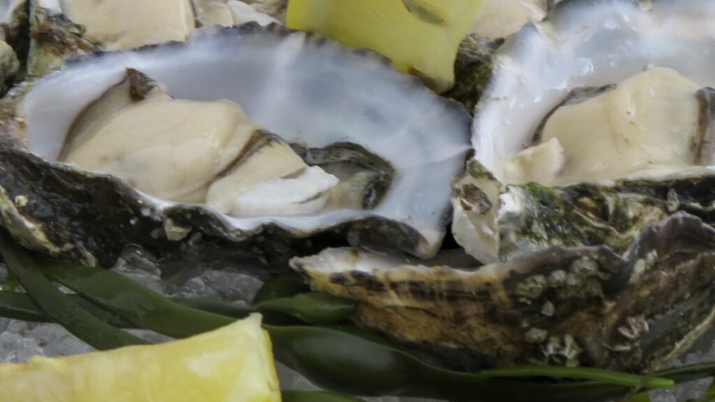 oyster