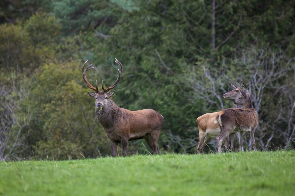 Red Deer stag, Kerry, Ireland