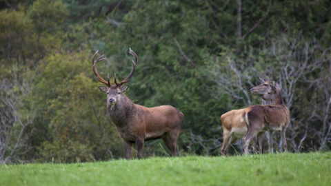 Red Deer stag, Kerry, Ireland