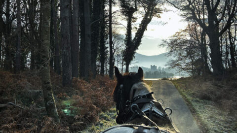 Jaunting Car, Killarney National Park, Co Kerry_Web Size (1)